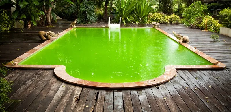 Why does pool water turn green?